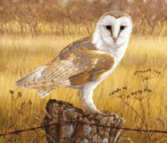 Unknown Artist owl